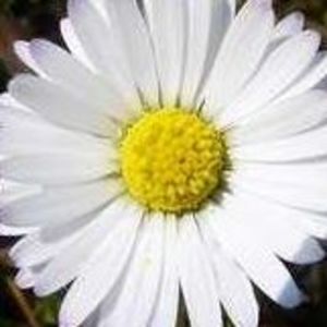 Meet your Posher, Lupe